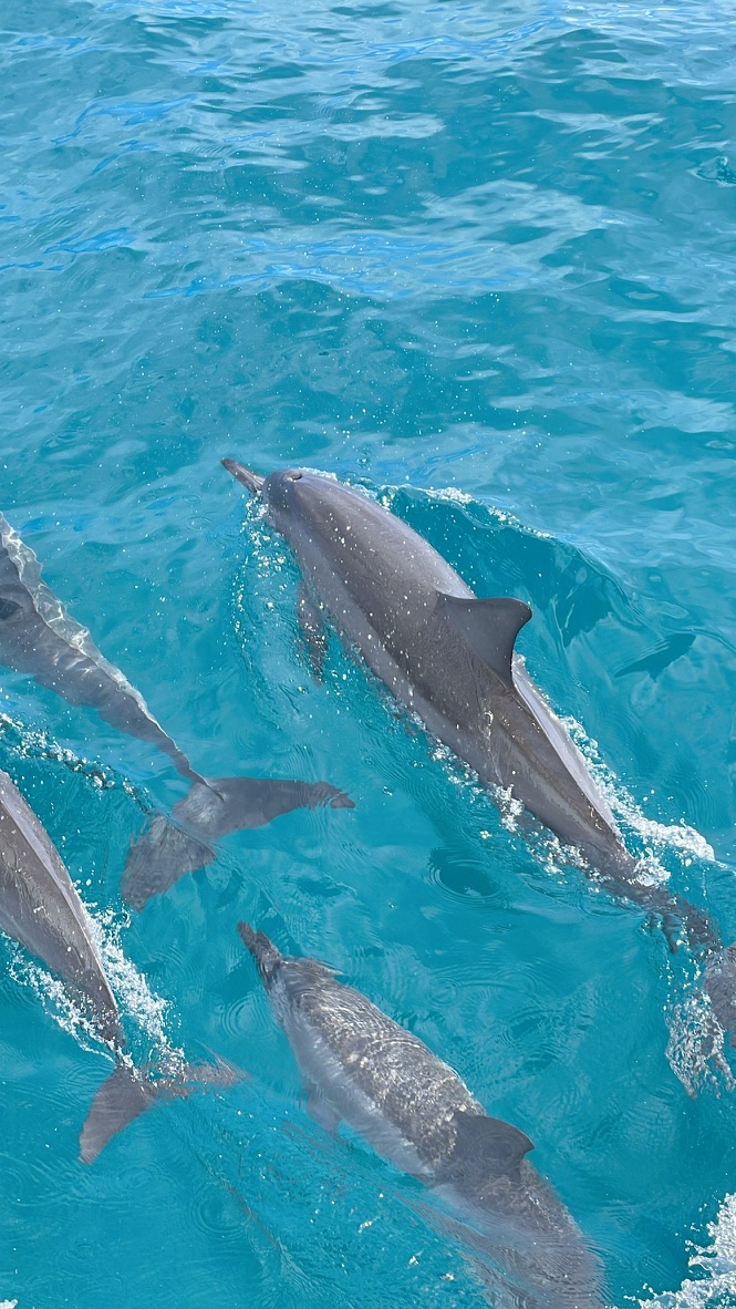 Dolphins