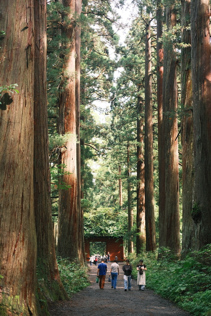 Japanese cedar