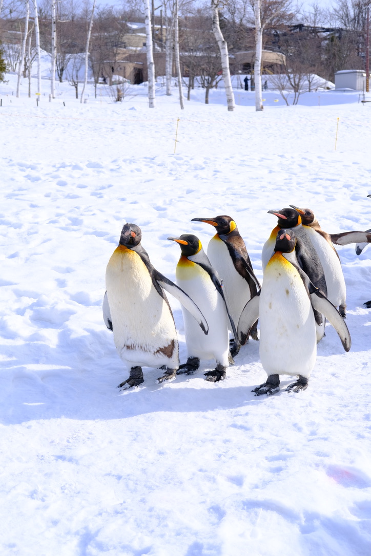 Penguins